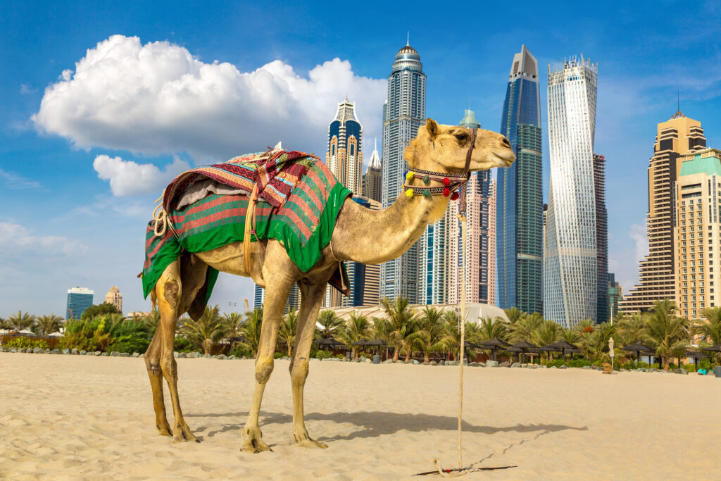 Camel in front of Dubai Marina